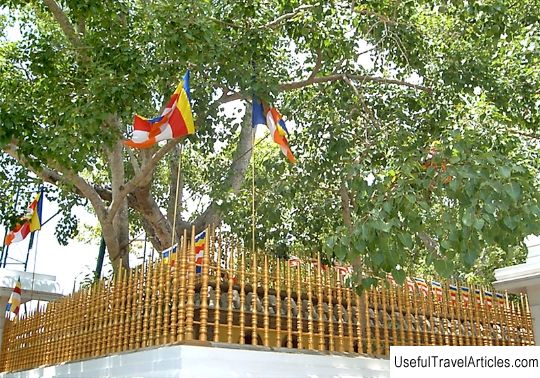 Sacred tree Jaya Sri Maha Bodhi (Sri Maha Bodhi) description and photo - Sri Lanka: Anuradhapura