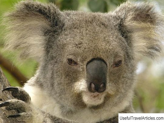 Lone Pine Koala Sanctuary description and photos - Australia: Brisbane and the Sunshine Coast