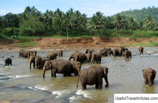 Pinnawala Elephant Orphanage description and photos - Sri Lanka: Kandy