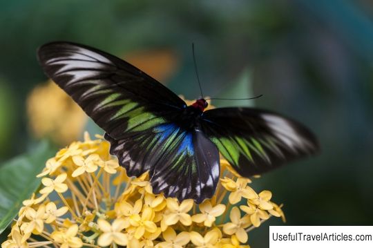 Butterfly Park description and photos - Malaysia: Kuala Lumpur
