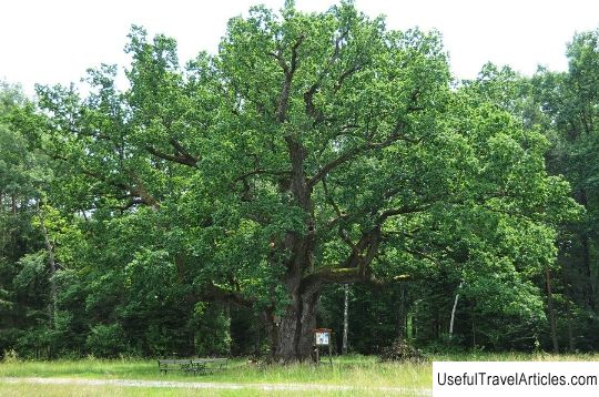 Millennial oak (Die 1000-jaehrige Eiche Bad Blumau) description and photos - Austria: Bad Blumau