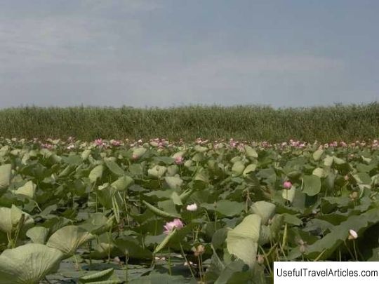 Lotus fields description and photo - Russia - South: Astrakhan region