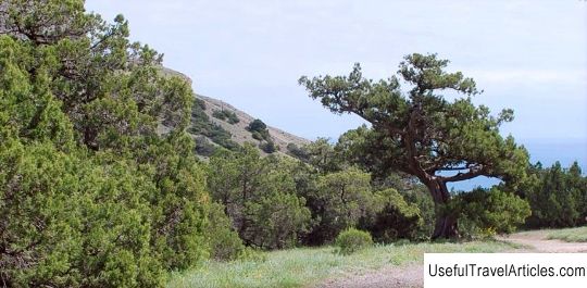 Relic juniper grove description and photo - Crimea: New World
