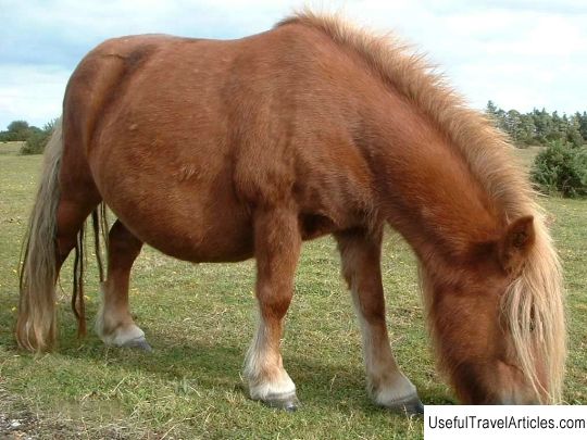 Shetland pony on a farm Malteni description and photos - Latvia: Ogre