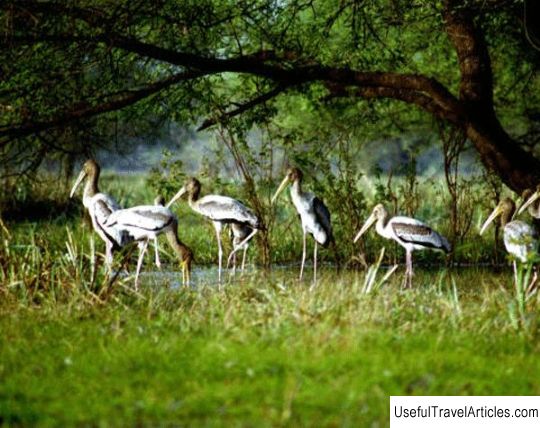 Kumarakom Bird Sanctuary description and photos - India: Kumarakom