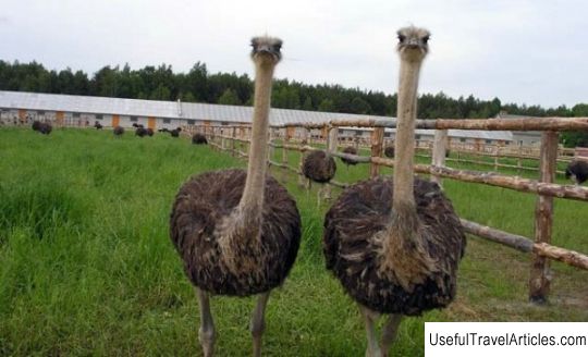 Three Sophia ostrich farm description and photos - Russia - South: Sochi