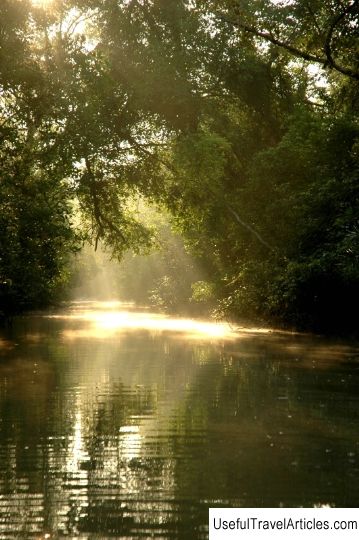 Sundarbans mangrove forest description and photos - Bangladesh
