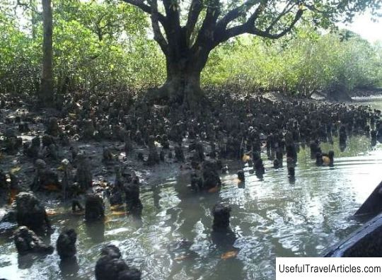 Sundarbans National Park description and photos - India