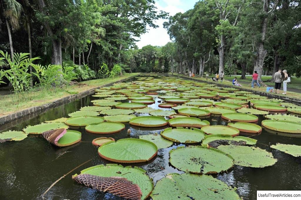 Botanical Garden Pamplemousse (Sir Seewoosagur Ramgoolam Botanical Garden) description and photos - Mauritius: Port Louis
