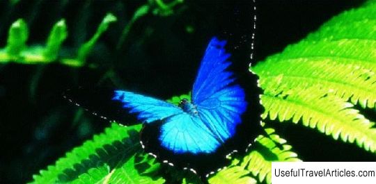 Australian Butterfly Sanctuary description and photos - Australia: Cairns