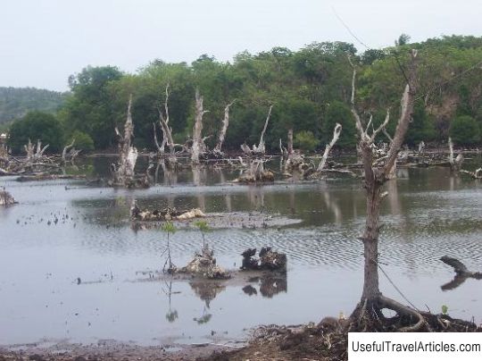 Dead Forest description and photos - Philippines: Boracay Island