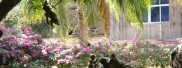 Monkey Island in China, Hainan Resort