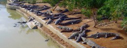 Crocodile and tiger nursery in China, Hainan resort