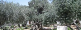 Garden of Gethsemane in Israel, Jerusalem resort