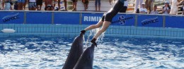 Dolphinarium in Italy, Rimini resort