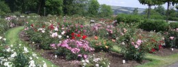 European Rose Garden in Germany