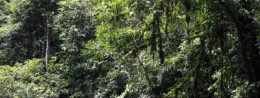 Betung Kerihun National Park in Indonesia