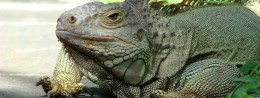 Reptile Park in Indonesia, Bali Resort