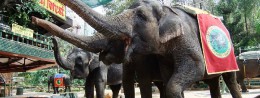 Taro Elephant Park in Indonesia, Bali Resort