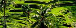 Rice terraces in Indonesia, Bali resort