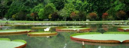Bogor Botanical Garden in Indonesia, Bogor Resort