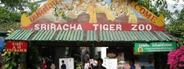 Siraca Tiger Zoo in Thailand, Pattaya Resort