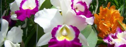 Ethnographic Village and Orchid Garden in Thailand, Phuket Resort